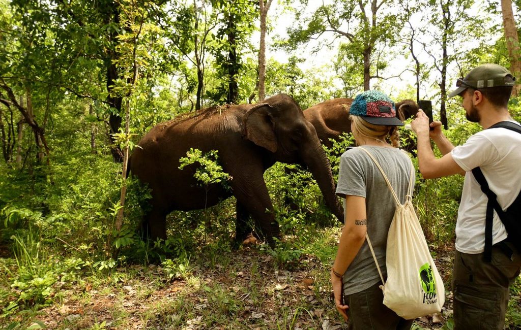 Image of tourists holding up their phones to take pictures of elephants in a forest at Elephant Valley Project, Mondulkiri, Cambodia Image of tourists holding up their phones to take pictures of elephants in a forest at Elephant Valley Project, Mondulkiri, Cambodia